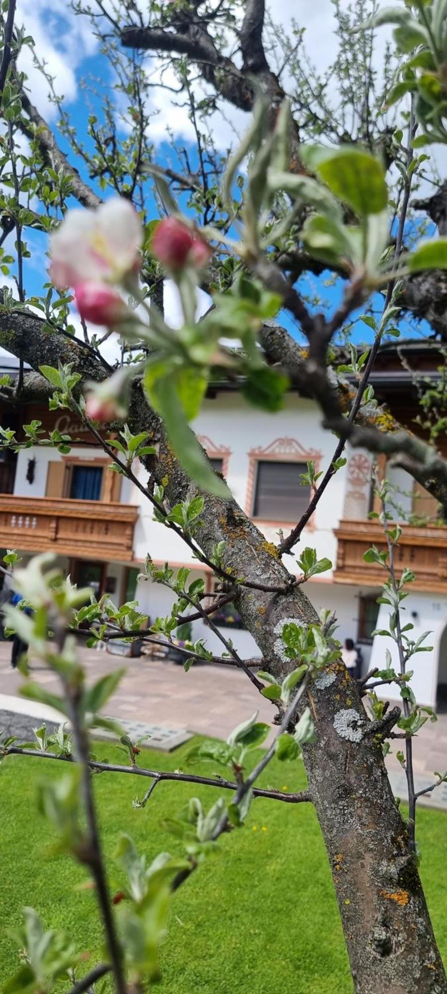B&B Ciauceia Selva di Val Gardena Exteriör bild